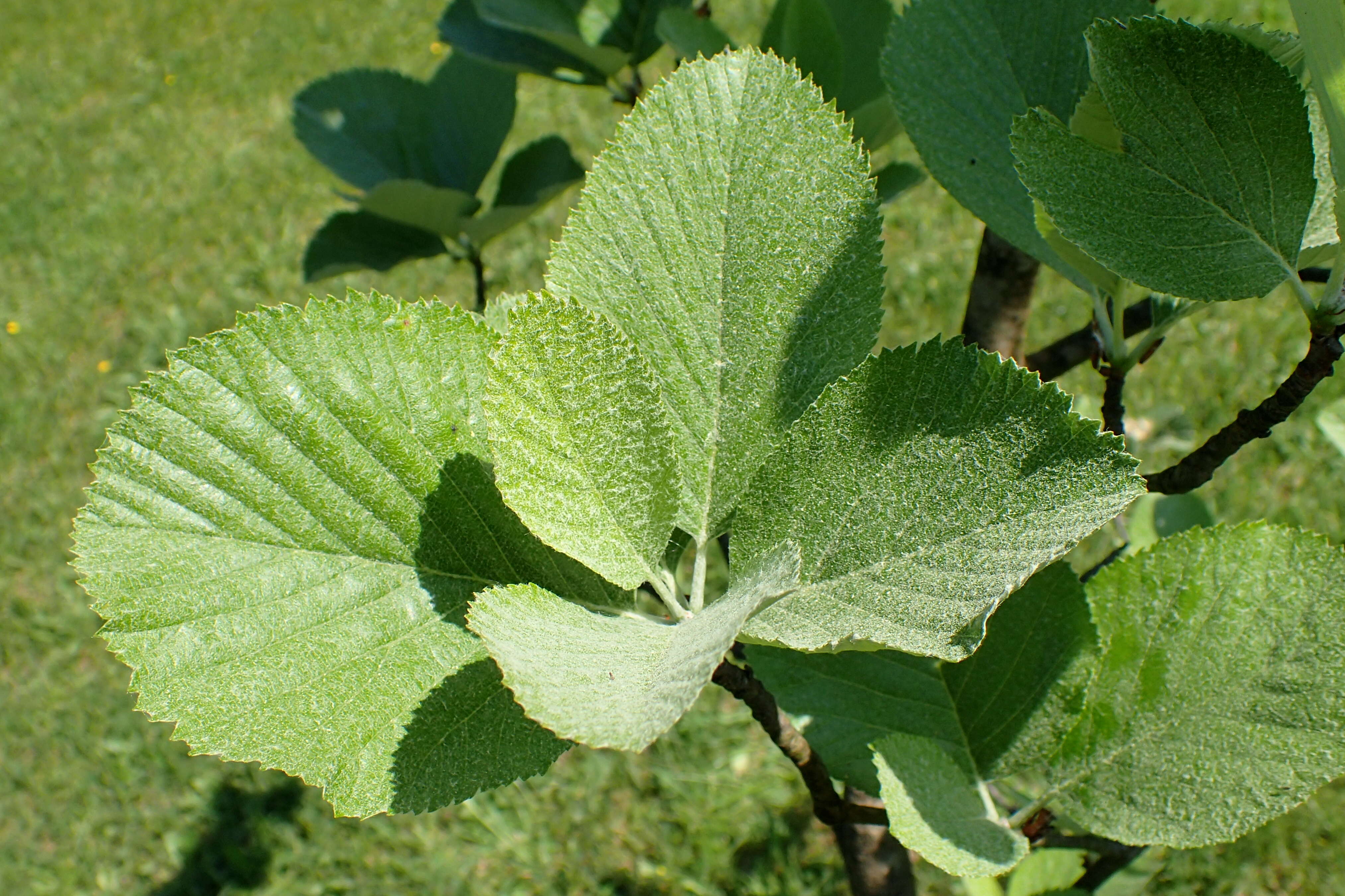 Image of Aria porrigentiformis (E. F. Warb.) Sennikov & Kurtto