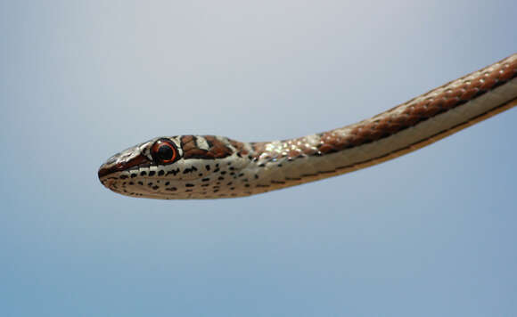 Image of Stripe-bellied Sand Snake