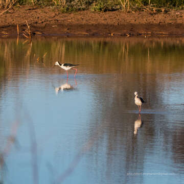 Image of Pied Stilt