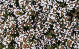 Image of Common Thyme