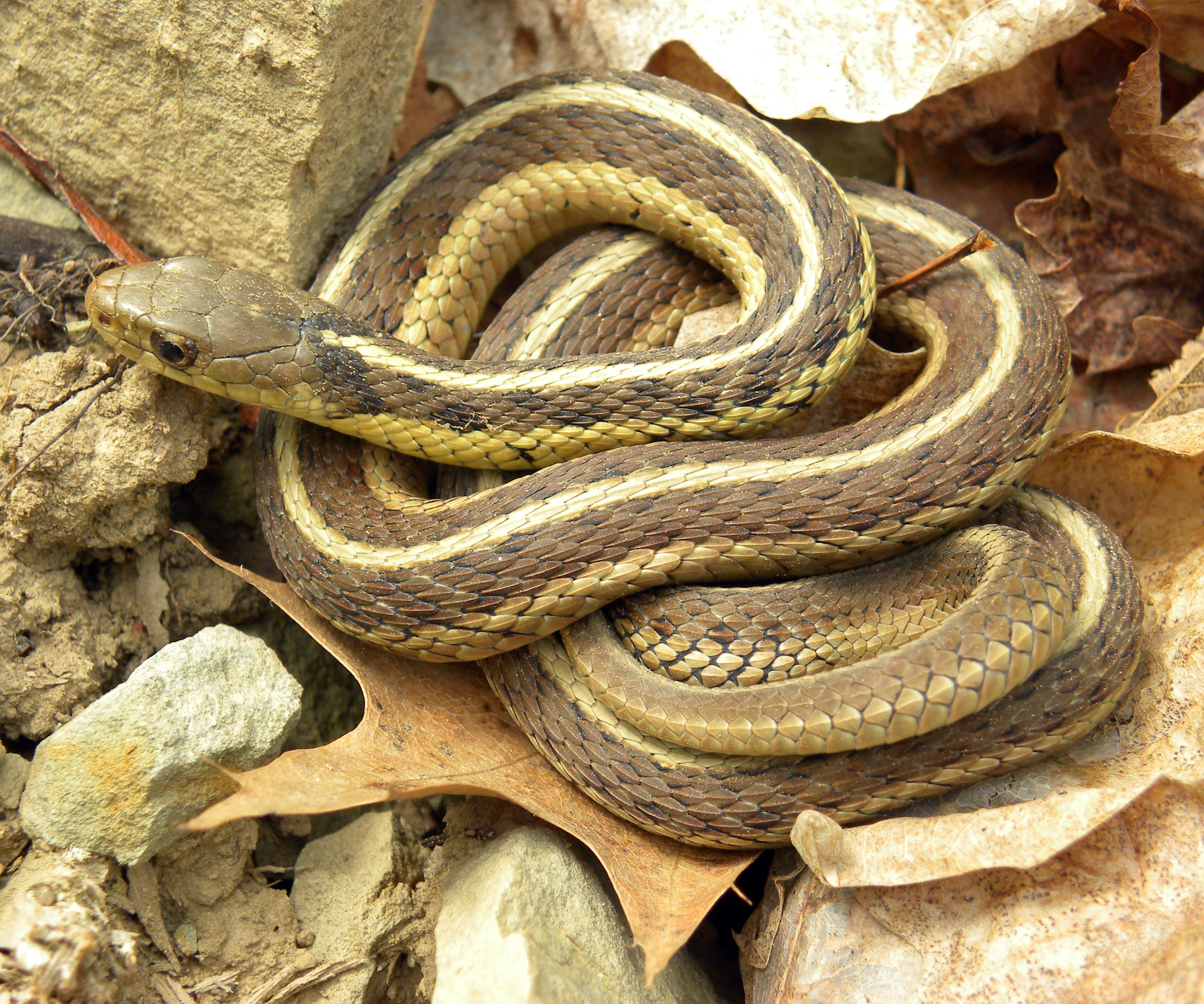 Image of Thamnophis sirtalis sirtalis (Linnaeus 1758)