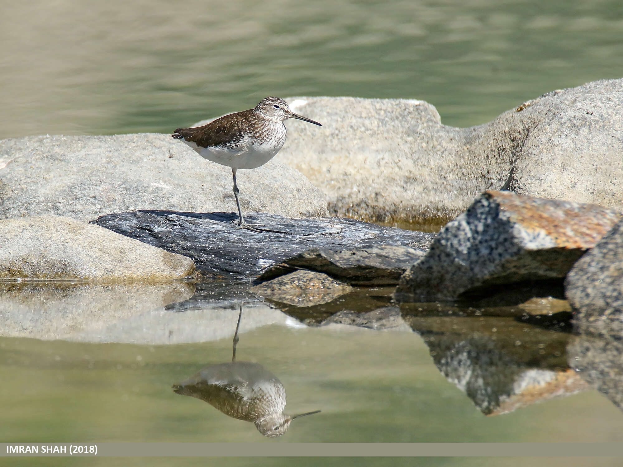 Image of Green Sandpiper