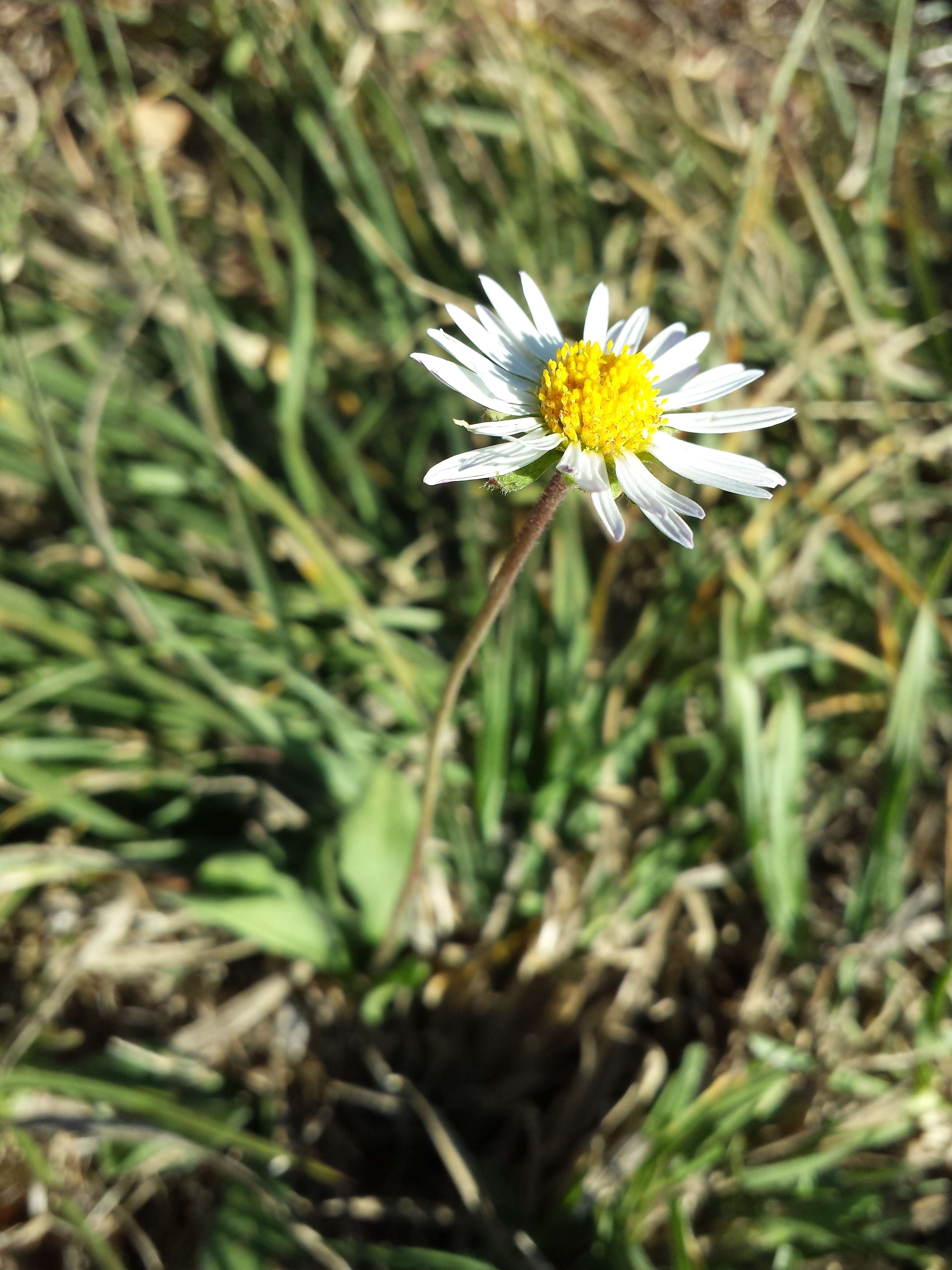 Bellis sylvestris Cyr. resmi