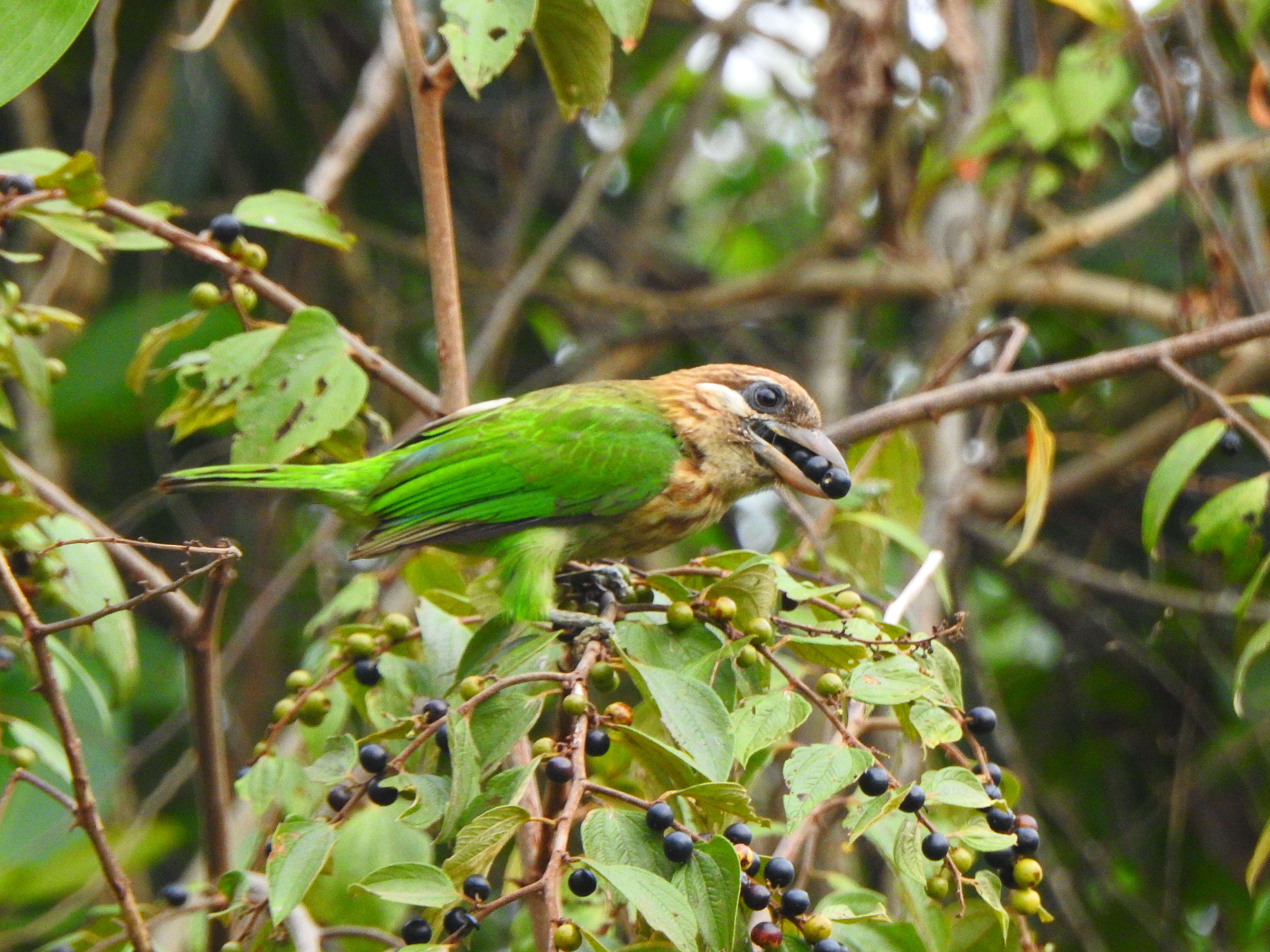 صورة Psilopogon viridis (Boddaert 1783)