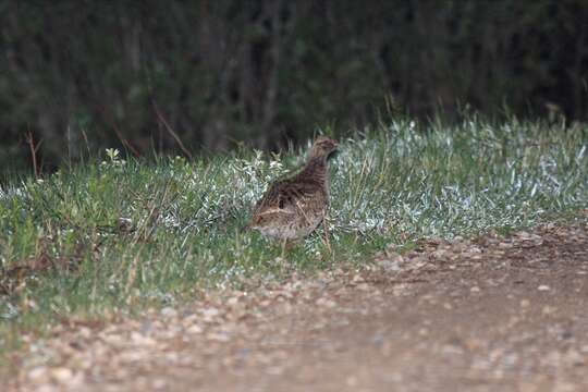 Image of Sharp-tailed Grouse