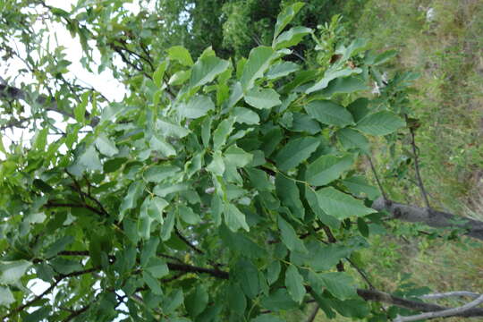 Image of Common walnut