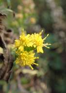 Image of Cutler's alpine goldenrod