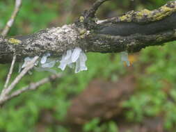 Image of snow fungus