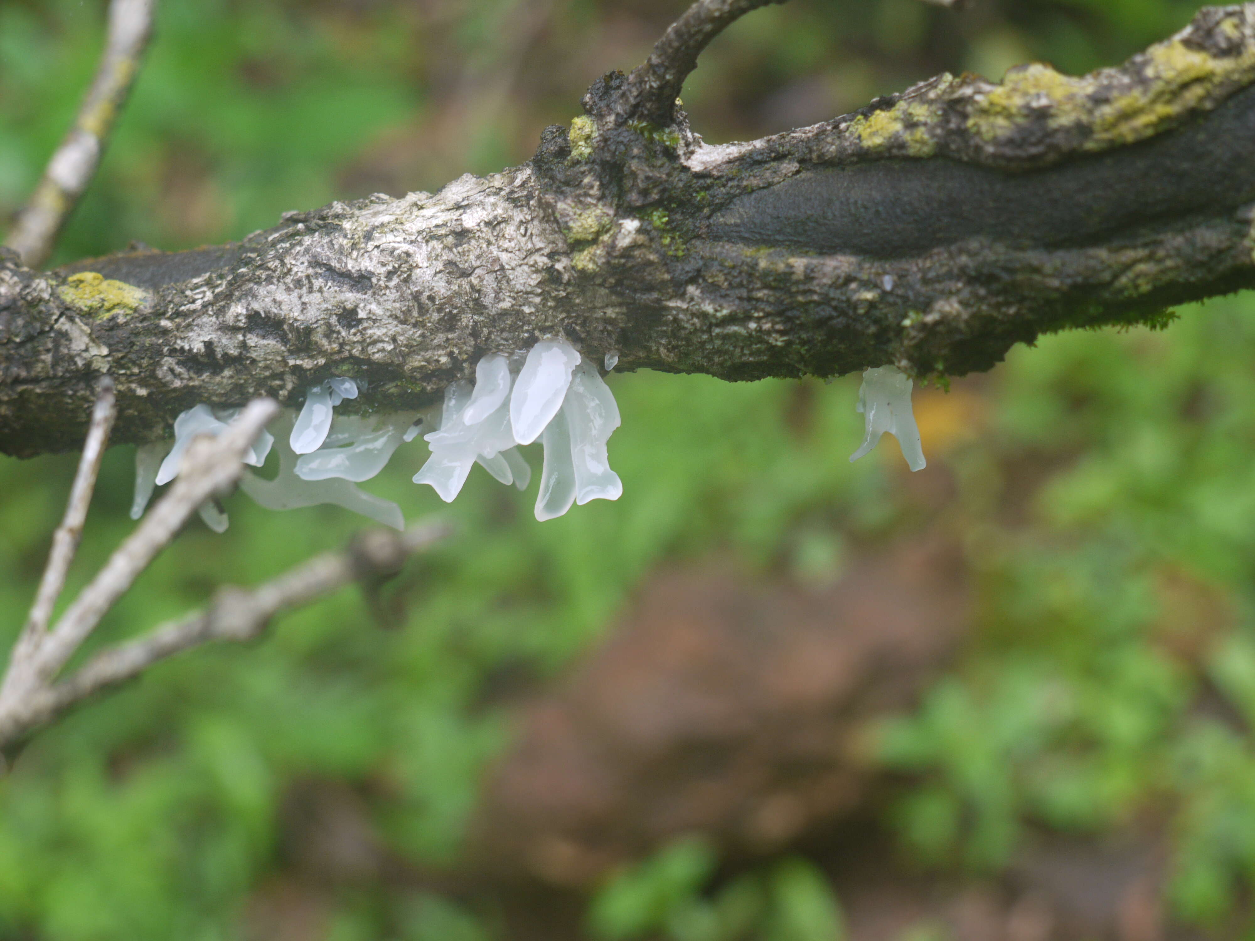 Image of snow fungus