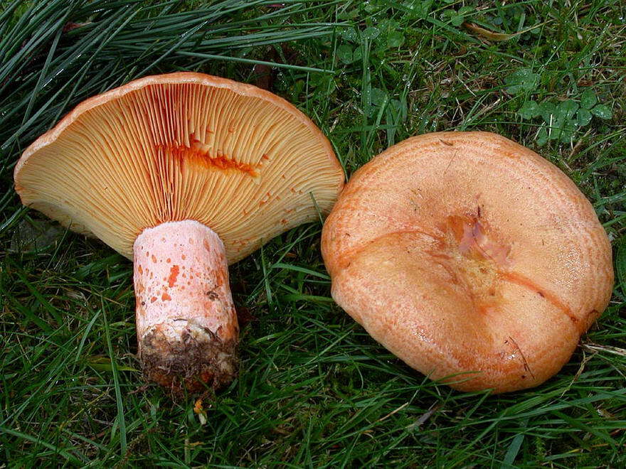 Image of Red Pine Mushroom