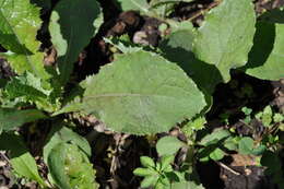 Image of prickly lettuce