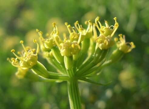 Image of Thompson's desertparsley