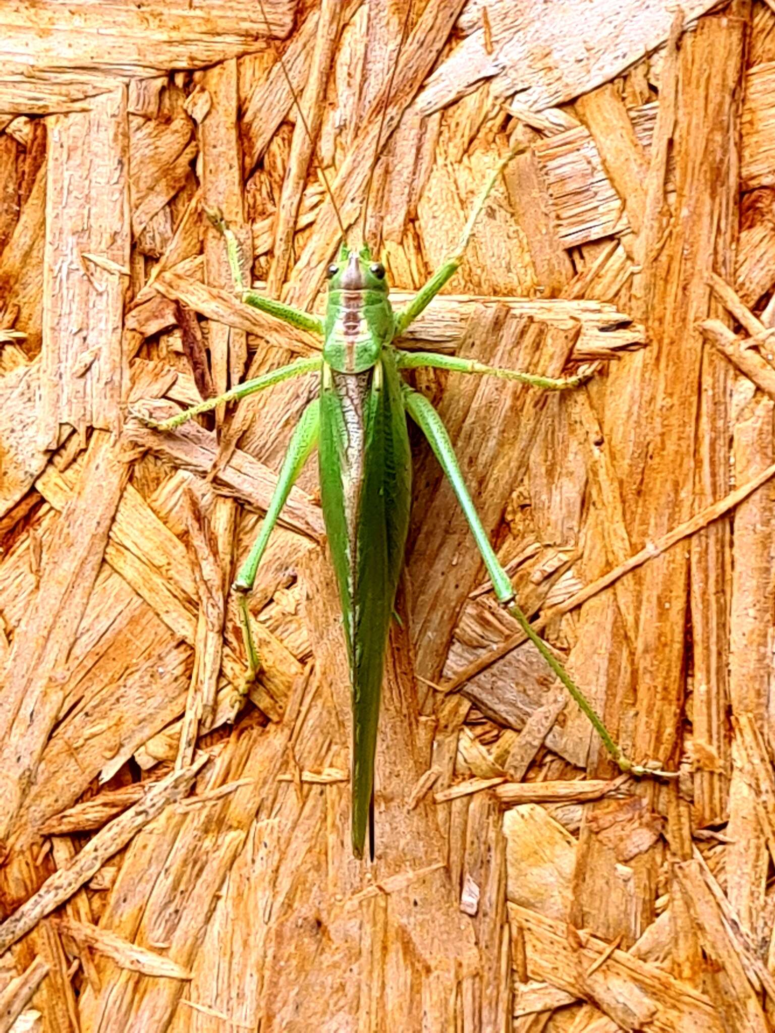 Image of Great green bushcricket