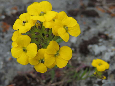 Image of smelly wallflower