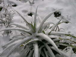 Image of Pineapples