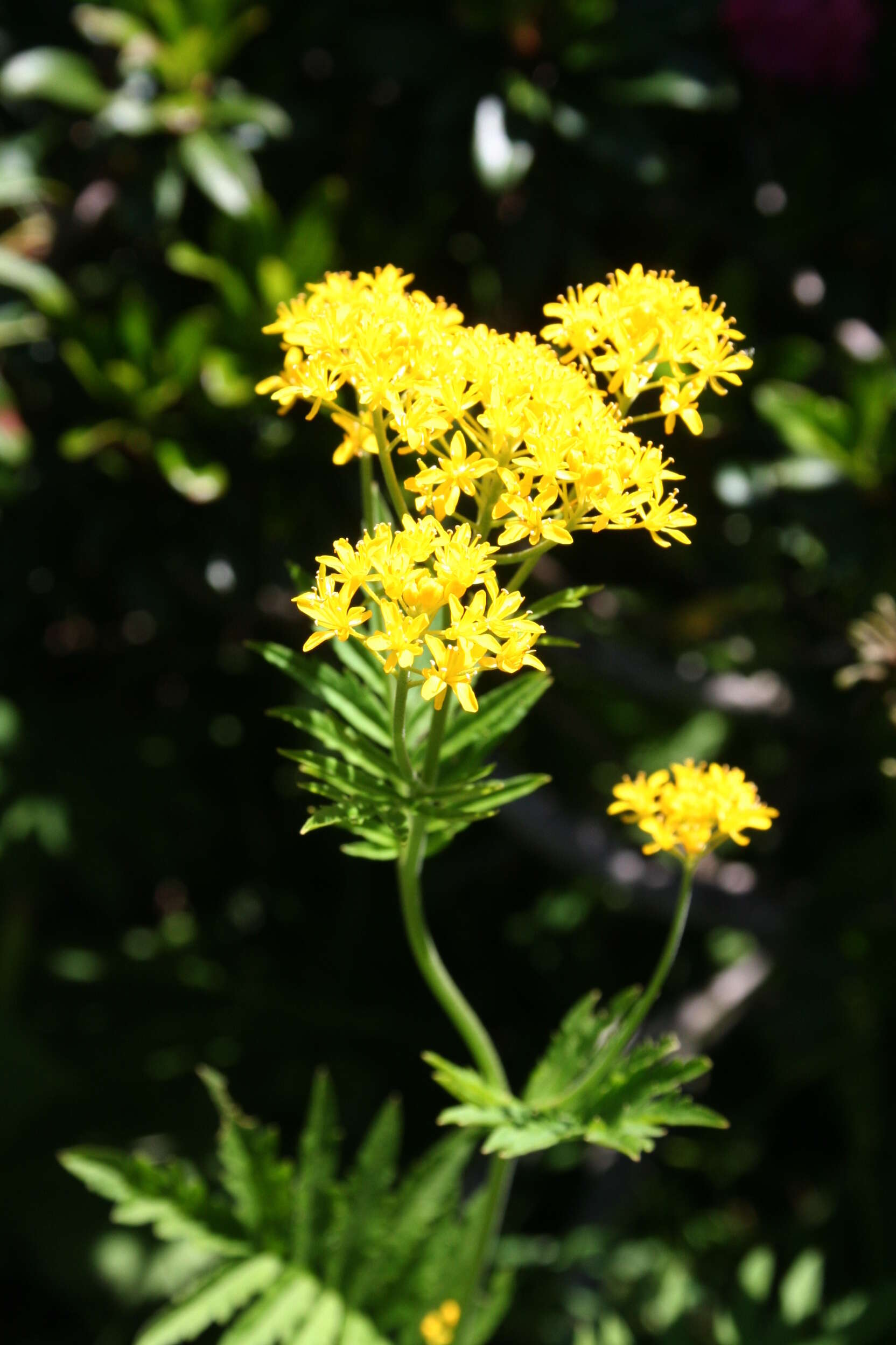 Image of Descurainia tanacetifolia (L.) Prantl