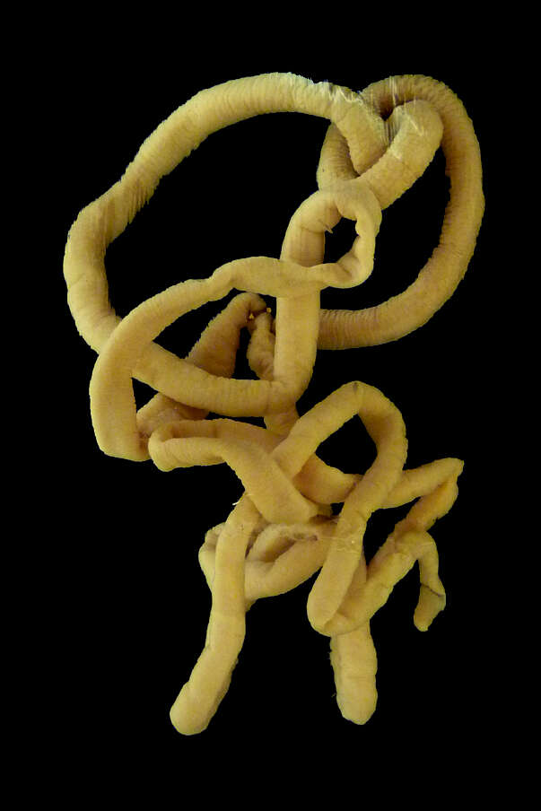 Image of bootlace worm