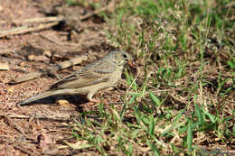 Image of Grey-necked Bunting