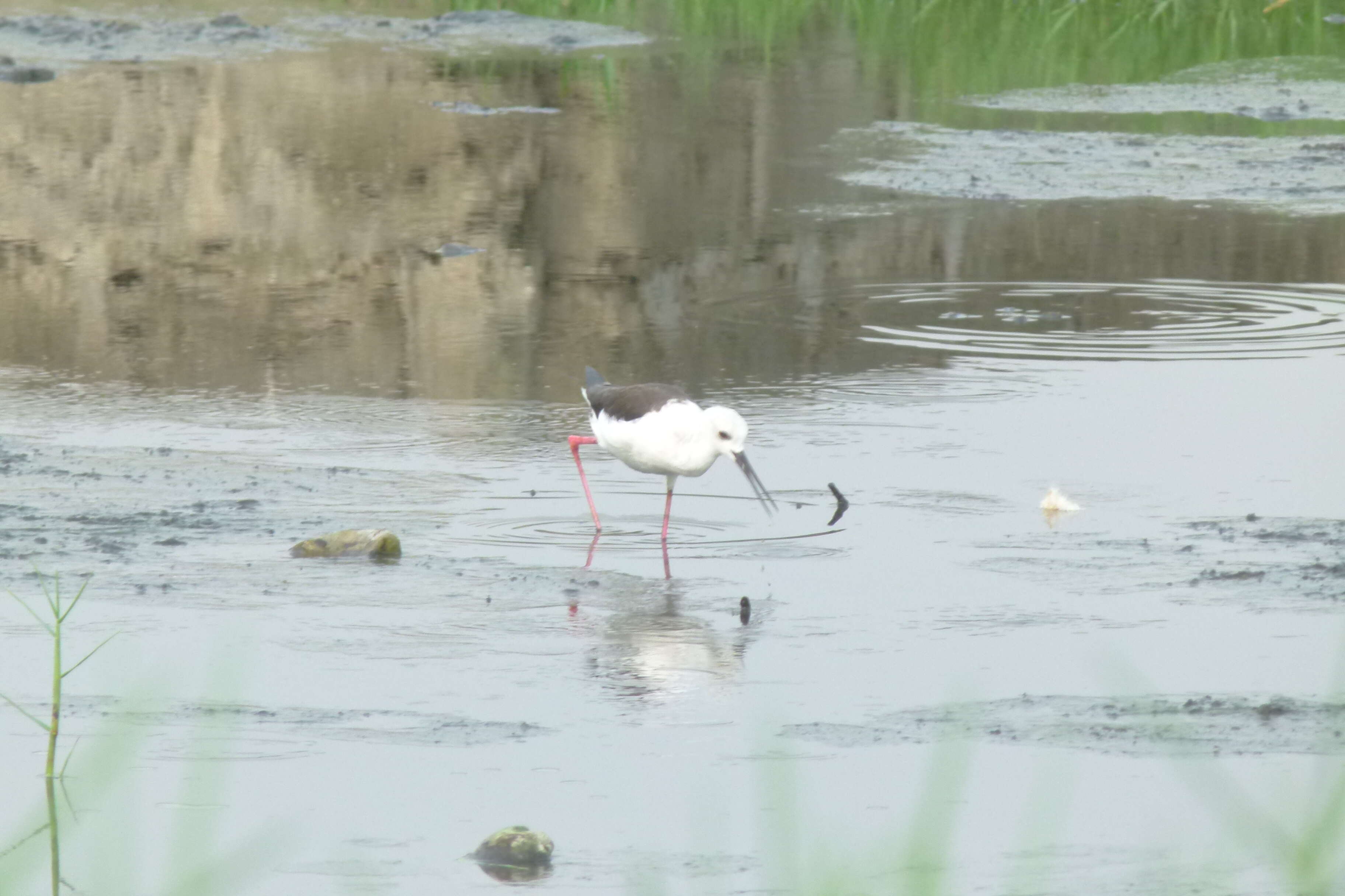 Image of Black-winged Stilt