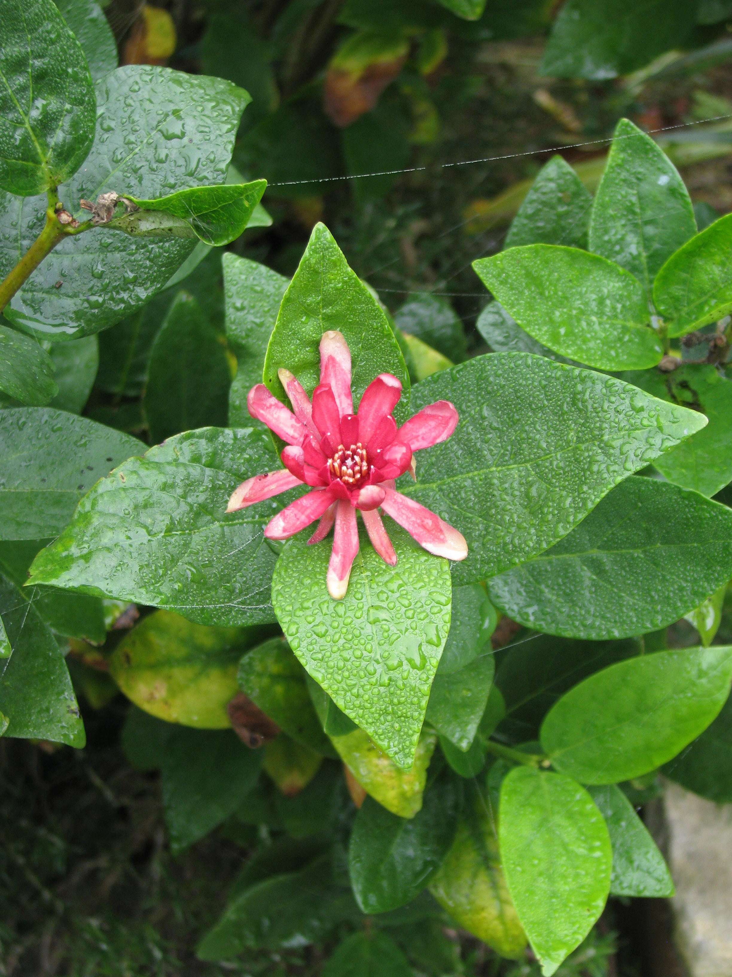 Image de Calycanthus occidentalis Hook. & Arn.