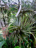 Image of Tillandsia didisticha (É. Morren) Baker