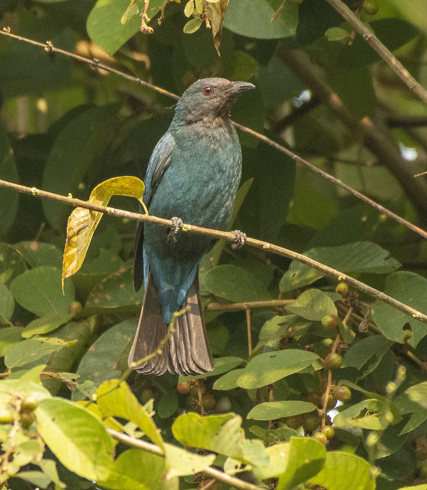 Image of fairy-bluebirds