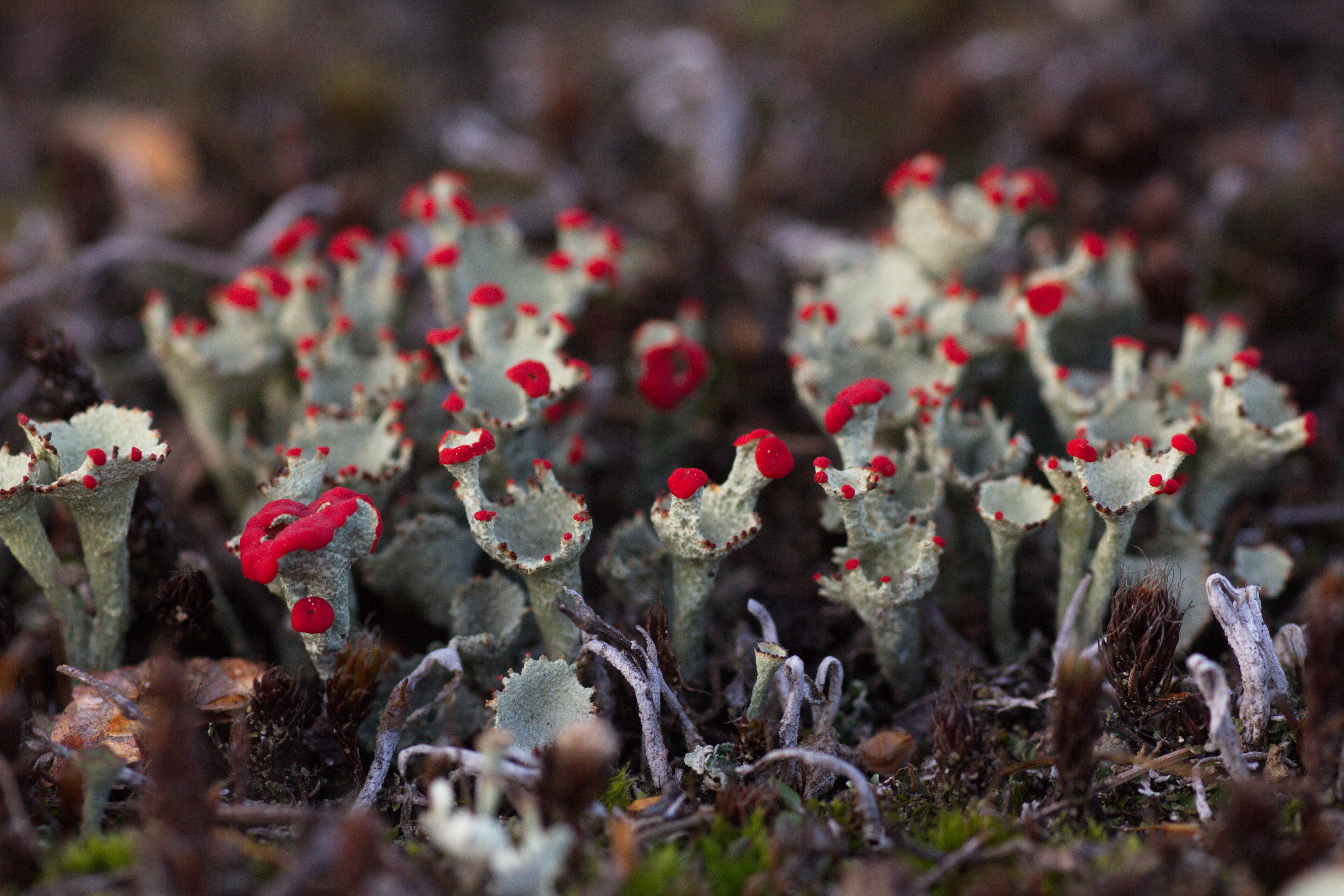 Image of Cladonia coccifera