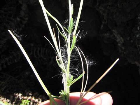 Image of aboriginal willowherb