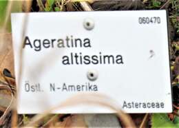 Plancia ëd Ageratina altissima (L.) R. King & H. Rob.