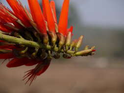 Image of Erythrina suberosa Roxb.