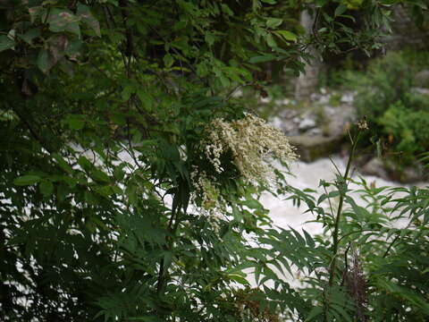 Imagem de Sorbaria tomentosa (Lindl.) Rehd.