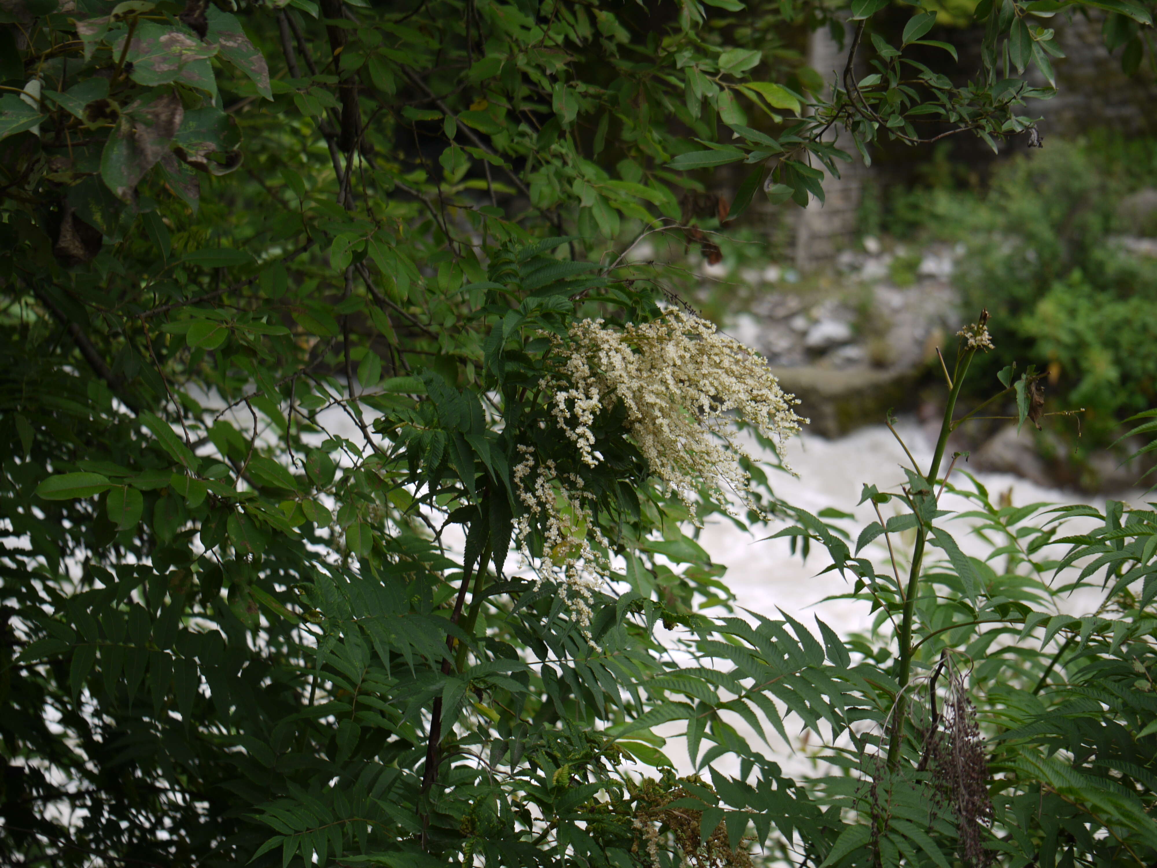 Image of Himalayan sorbaria