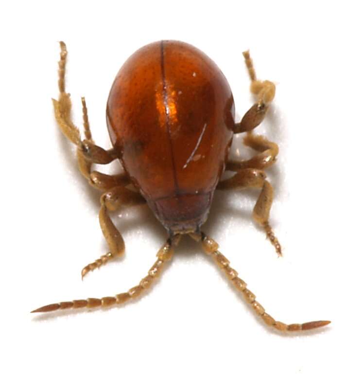 Image of Hump Beetle