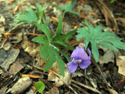 Слика од Viola subsinuata (Greene) Greene