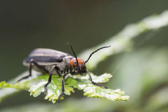 Image of Epicauta waterhousei