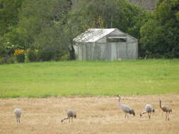 Image of Common Crane