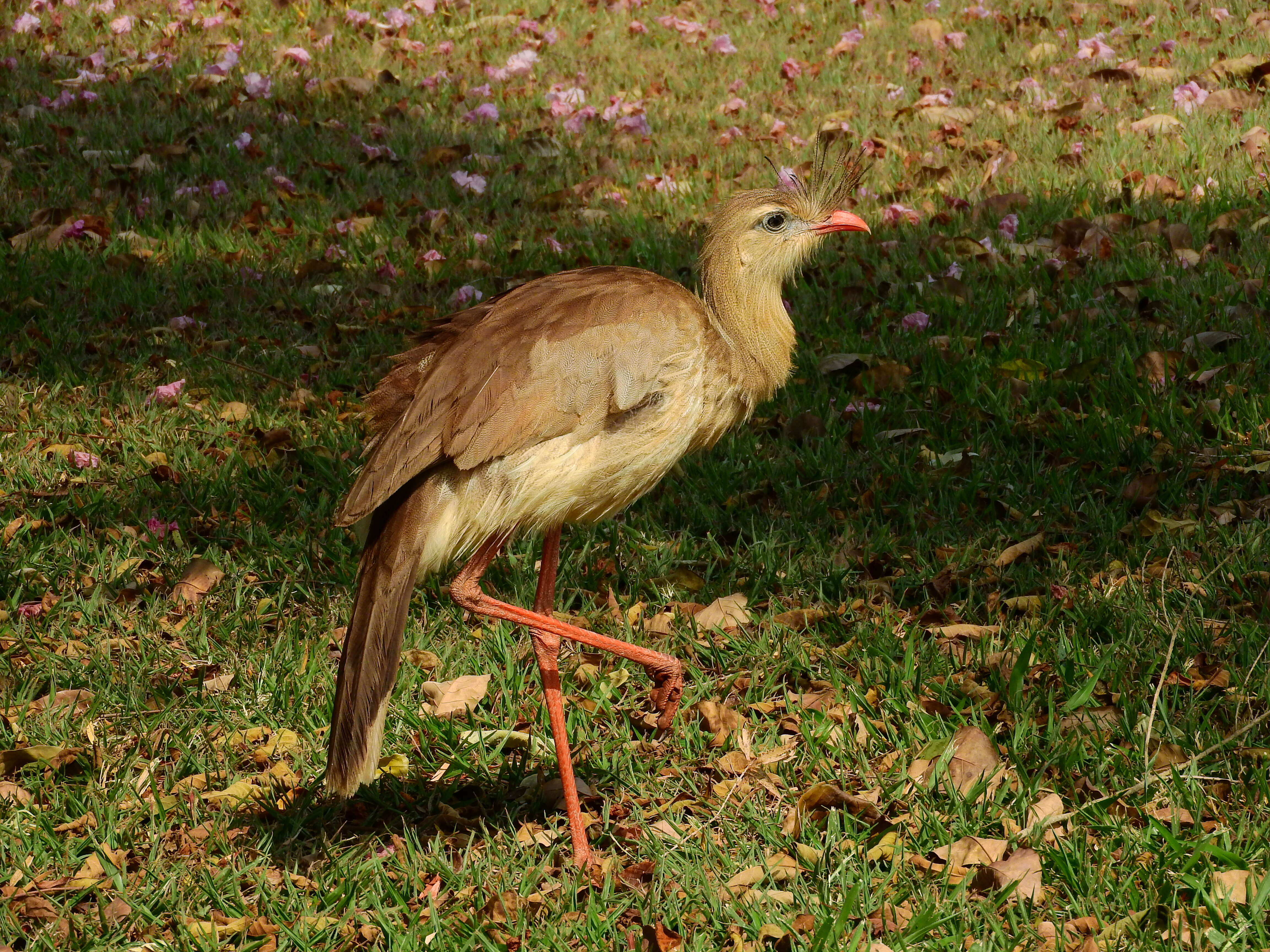 Image of Cariama Brisson 1760