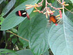 Image of Crimson Patched Longwing