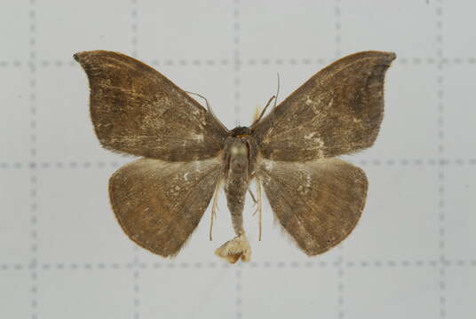 Image of Agnidra scabiosa Butler 1877