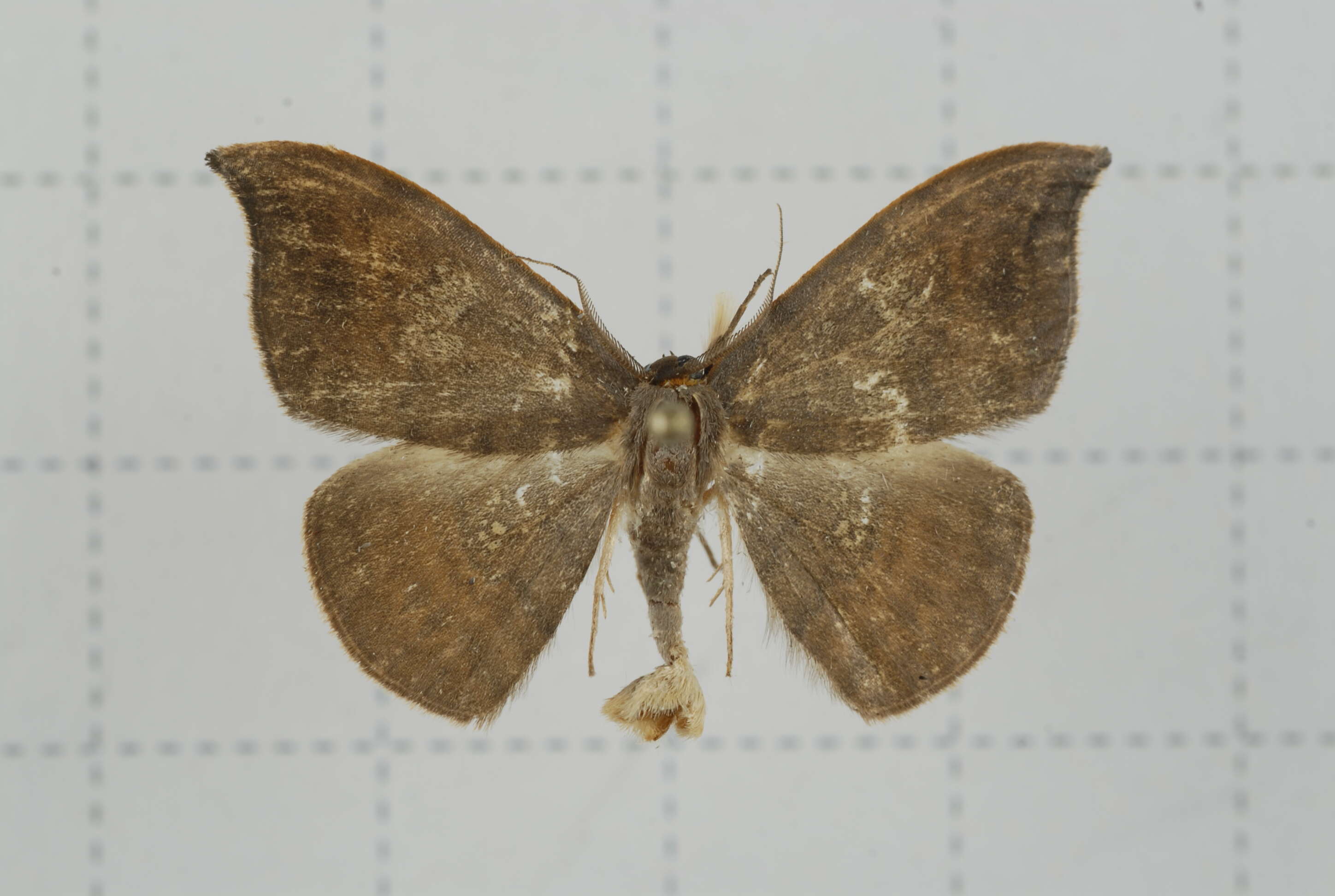 Image of Agnidra scabiosa Butler 1877