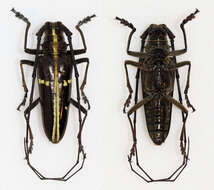 Image of Taeniotes praeclarus Bates 1872