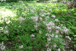 Image of pink azalea