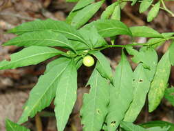 Image of Jerusalem Cherry