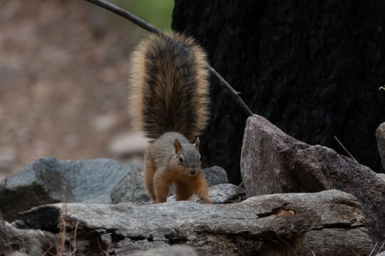 Image of Mexican Fox Squirrel