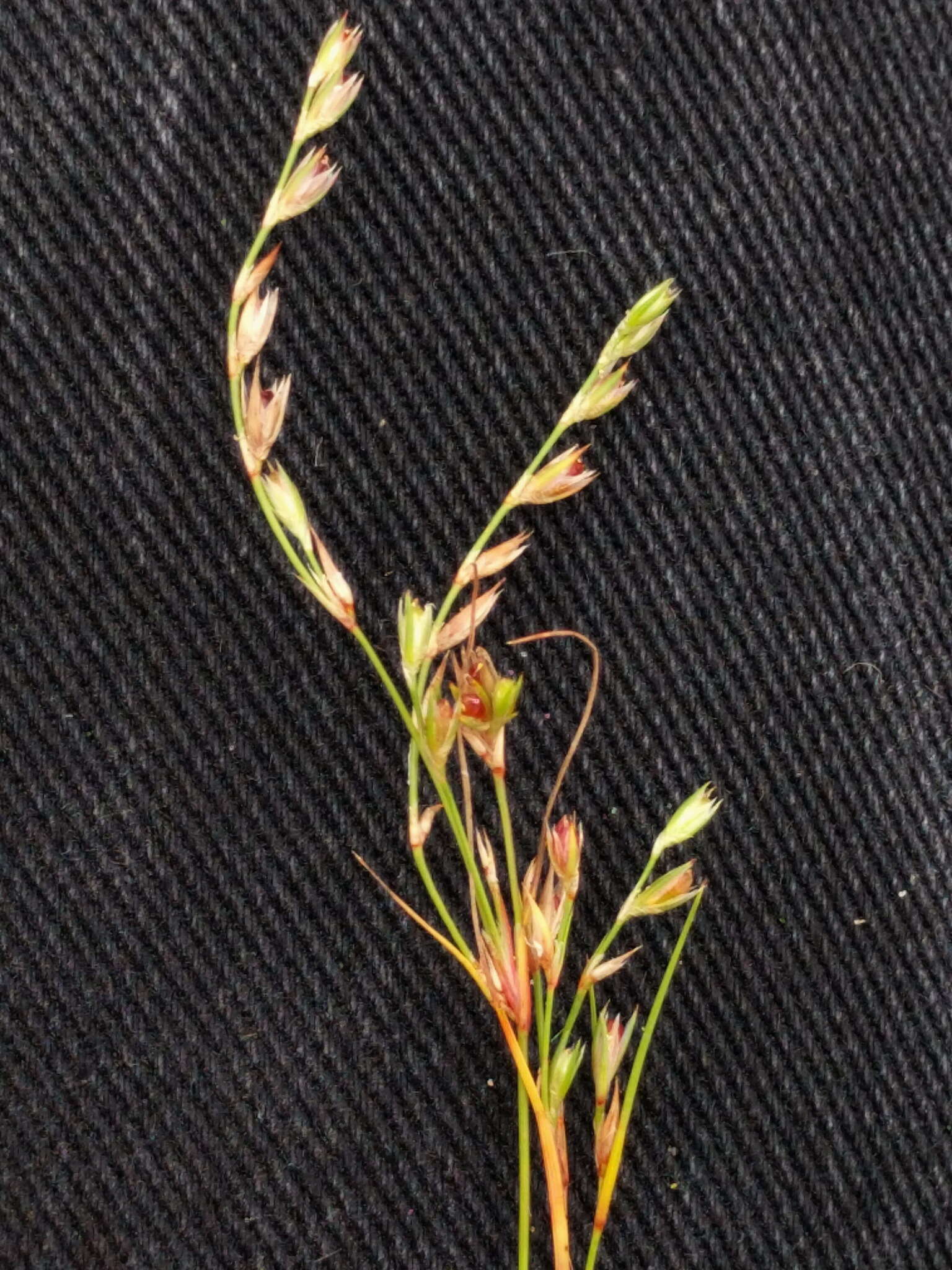 Imagem de Juncus bufonius L.