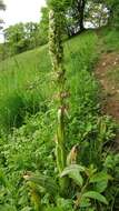 Image of Lizard orchid