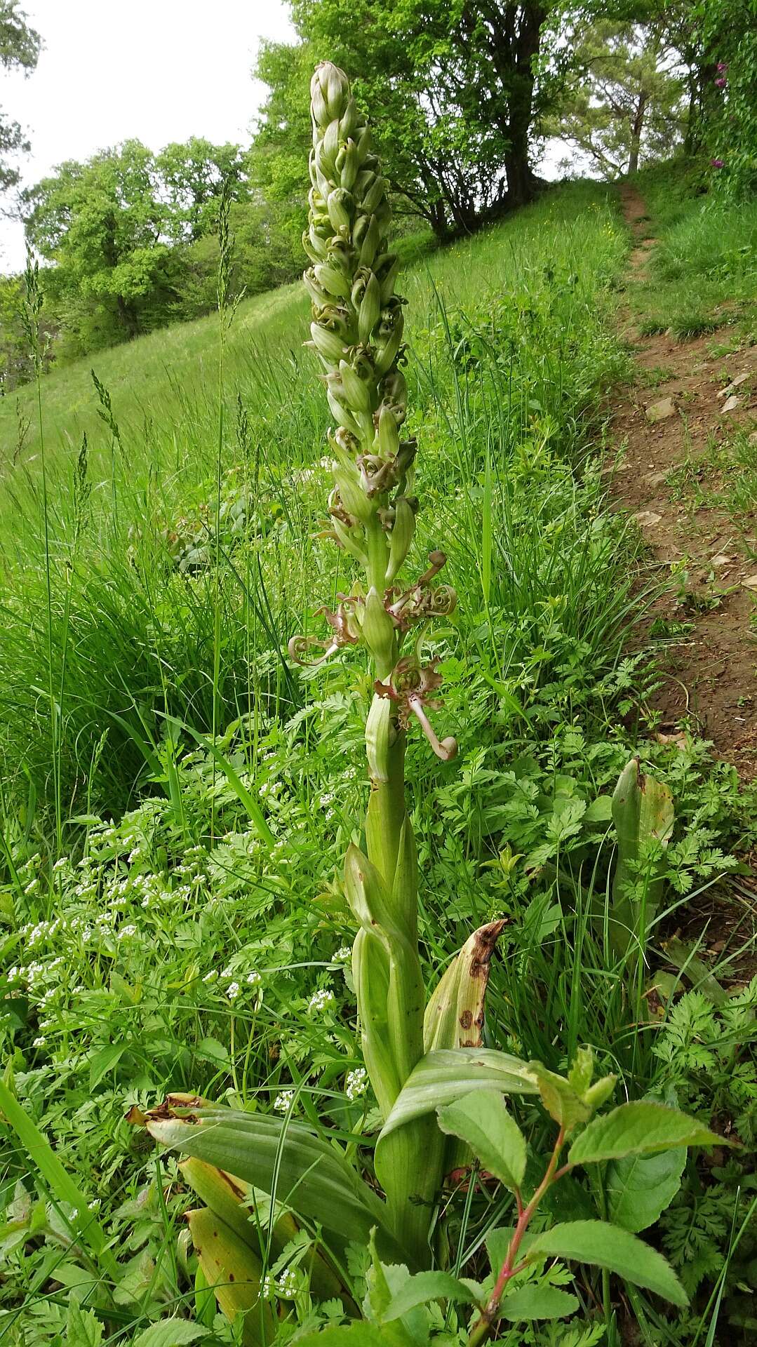 Image of Lizard orchid