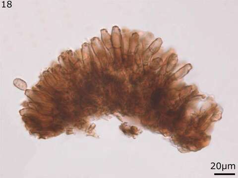 Image of Asperisporium