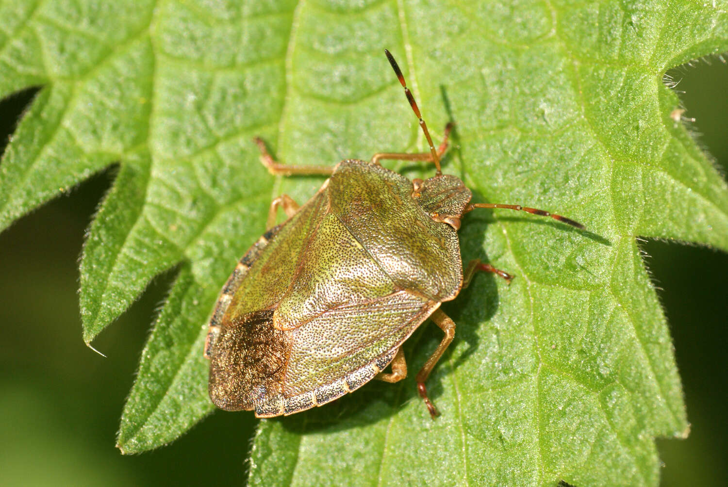 Image of Green shield bug