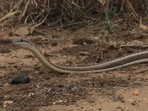 Image of Stripe-bellied Sand Snake